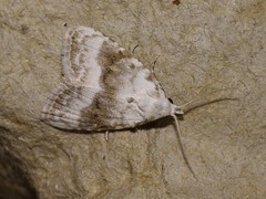 Meganola albula