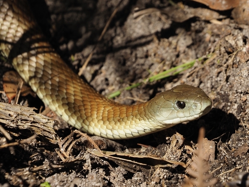 Tiger Snake sighting