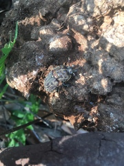 Ryssonotus nebulosus
