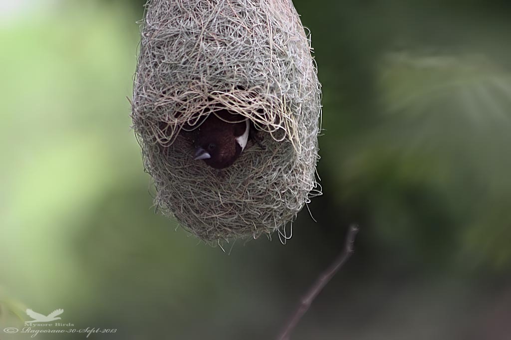 White-rumped Munia