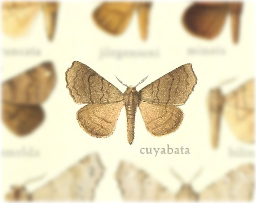 Olceclostera cuyabata
