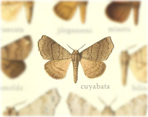 Olceclostera cuyabata