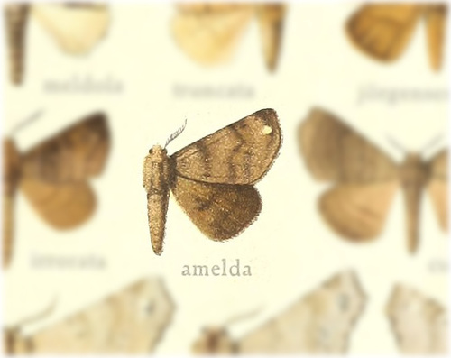 Olceclostera amelda