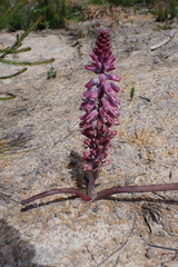 Lachenalia youngii