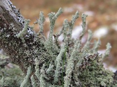 Cladonia atlantica