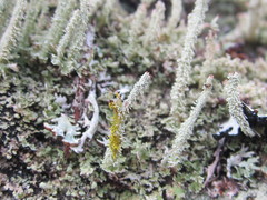 Cladonia atlantica