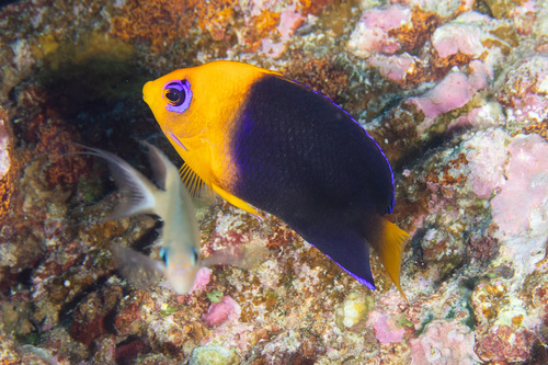 Joculator angelfish (Centropyge joculator) — Pomacanthidae — 2