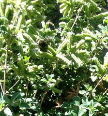 Xylocopa tabaniformis orpifex