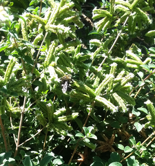 Xylocopa tabaniformis orpifex