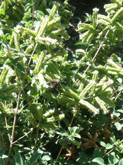 Xylocopa tabaniformis orpifex