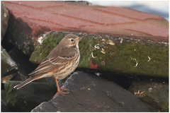 Anthus rubescens japonicus