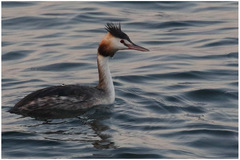 Podiceps cristatus