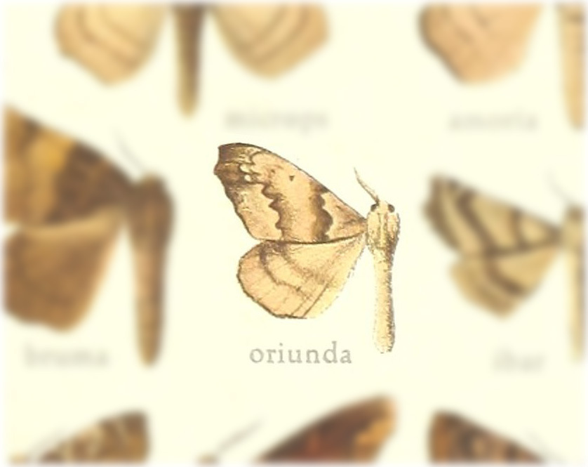 Falcatelodes oriunda