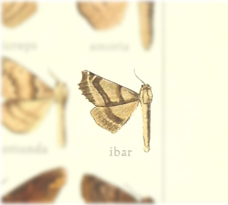 Olceclostera ibar