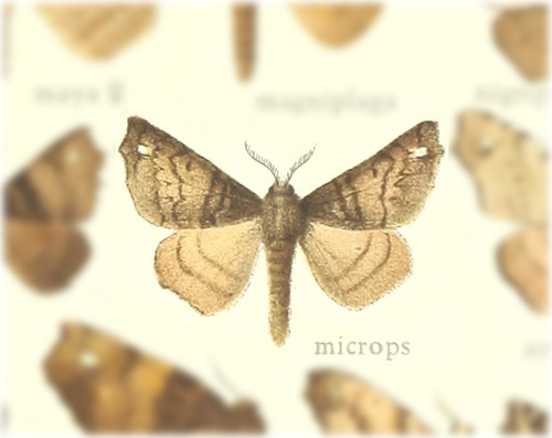 Olceclostera microps