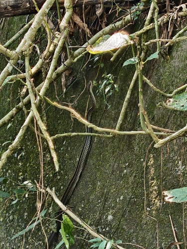 Big-Eyed Ratsnake, Ptyas dhumnades