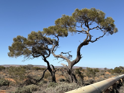 Western Myall (Acacia papyrocarpa)