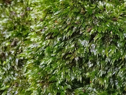 Fissidens crassipes observed 2025-10-16