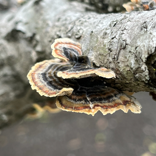 Trametes versicolor