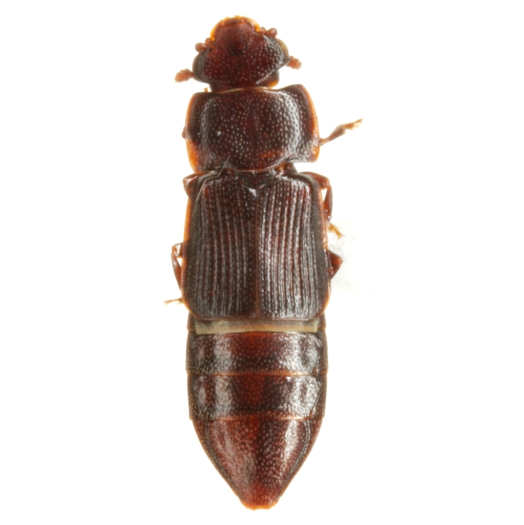Brachypeplus