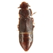 Brachypeplus - Photo (c) Mike Quinn, Austin, TX, some rights reserved (CC BY-NC), uploaded by Mike Quinn, Austin, TX