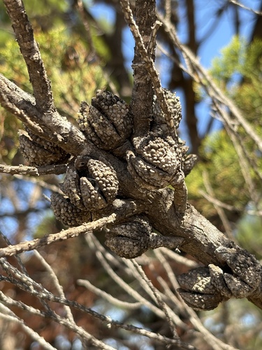 Scrub Cypress-pine (Callitris verrucosa)