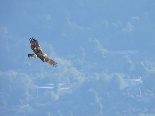 Oriental Honey-buzzard