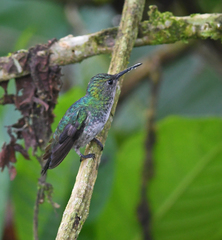 Polyerata rosenbergi