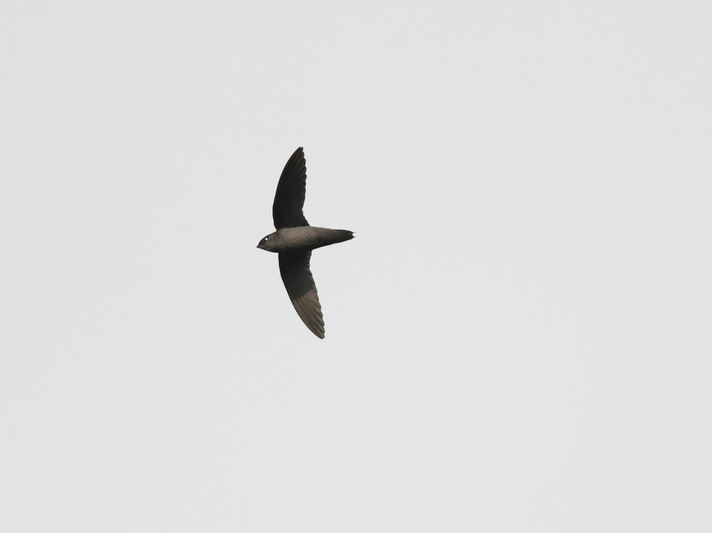 Gray-rumped Swift
