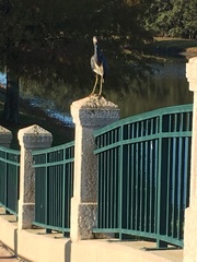 Egretta tricolor image