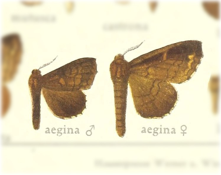 Lempirodes aegina