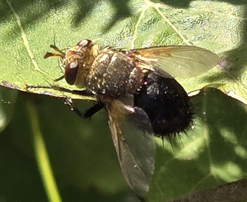 Unknown species found near Horton, KS 66439, USA