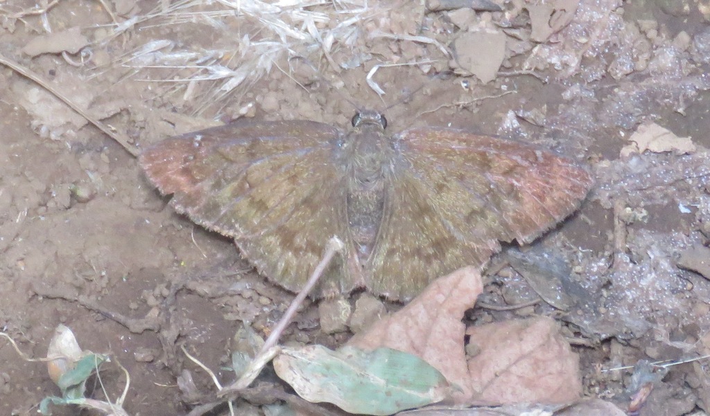 Cogia cajeta