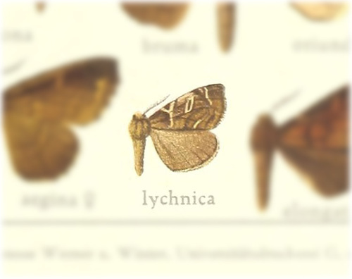 Zanola lychnica
