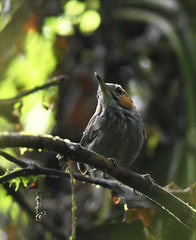 Microbates cinereiventris
