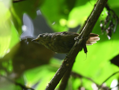 Epinecrophylla fulviventris