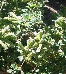 Xylocopa tabaniformis orpifex