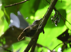 Epinecrophylla fulviventris