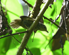 Epinecrophylla fulviventris