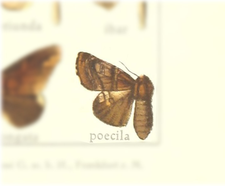 Zanola poecila
