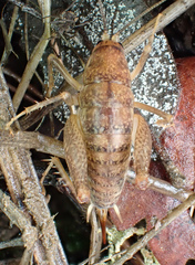 Pristoceuthophilus pacificus