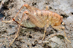 Pristoceuthophilus pacificus