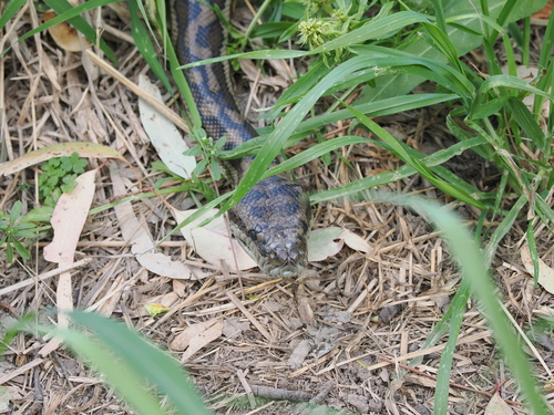 Coastal Carpet Python sighting