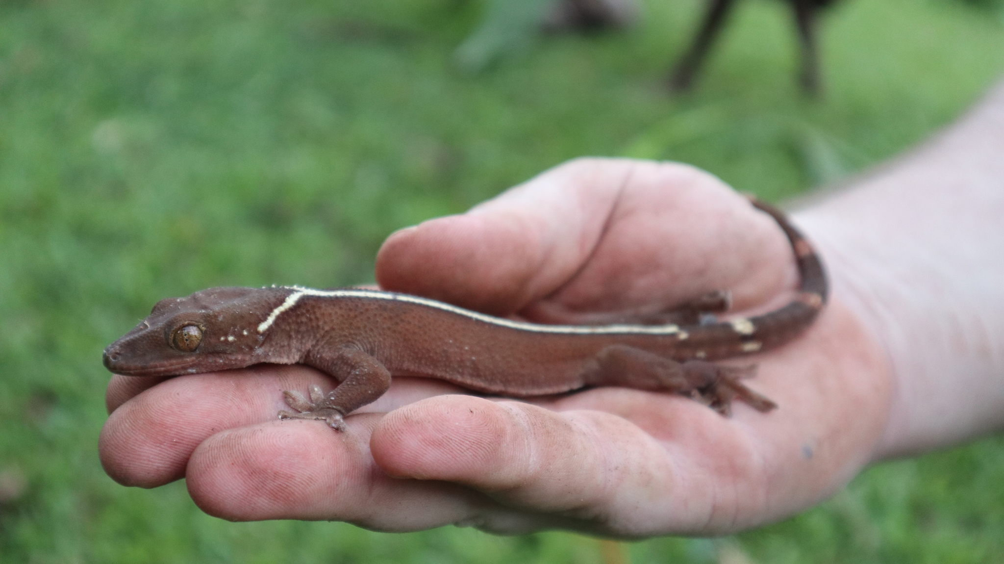 Lined Gecko (Gekko vittatus) · iNaturalist