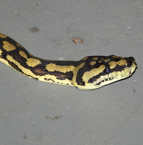 Jungle Carpet Python sighting