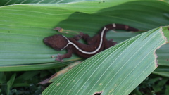 Gekko vittatus