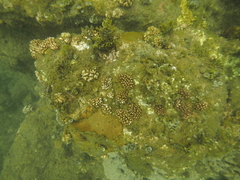 Cladiella