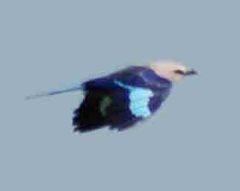 Coracias cyanogaster