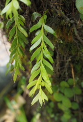 Tmesipteris sigmatifolia