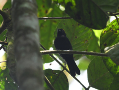 Tachyphonus delatrii